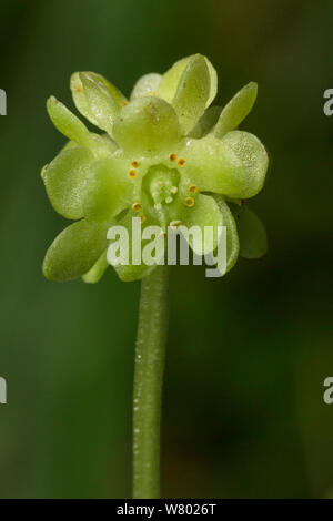 Moschatel oder Rathaus Clock (Adoxa moschatellina) in Blüte. Peak District National Park, Deryshire, UK. April. Stockfoto