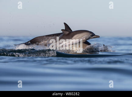 Lange-beaked common Delfin (Delphinus capensis) Schule, False Bay, Südafrika Stockfoto