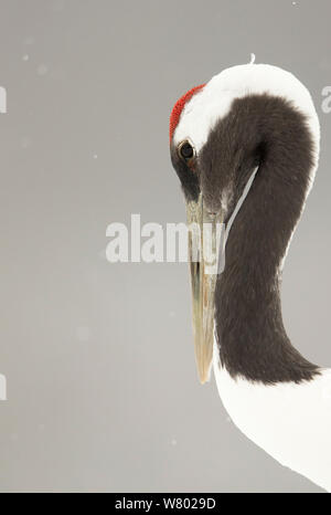 Japanischer Kranich (Grus japonensis) Hokkiado, Japan, Februar Stockfoto
