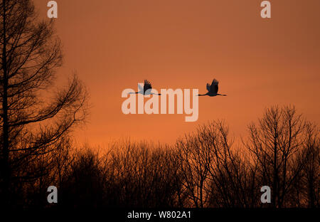 Japanische Kraniche (Grus japonensis) zwei im Flug in der Dämmerung, Hokkiado, Japan, Februar Stockfoto