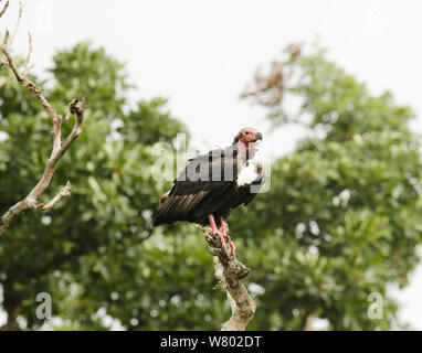 Red-headed Vulture (aegypius Calvus) thront, Bandipur Tiger Reserve, Karnataka, Indien, Juli. Kritisch bedrohte Arten Stockfoto