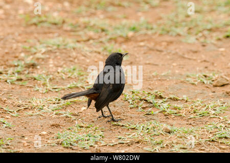 Indische schwarz Robin (Copsychus fulicatus) Männer am Boden, Bandipur, Indien. Juli Stockfoto