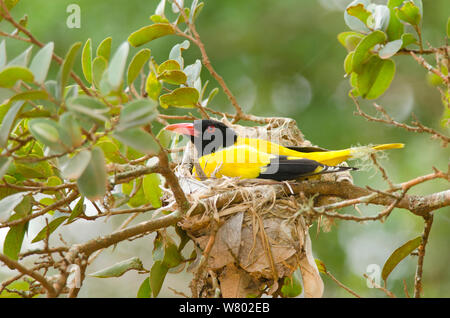 Schwarz vermummte Pirol (Oriolus xanthormus) bebrüten die Eier im Nest, Yala National Park, Sri Lanka, Dezember Stockfoto