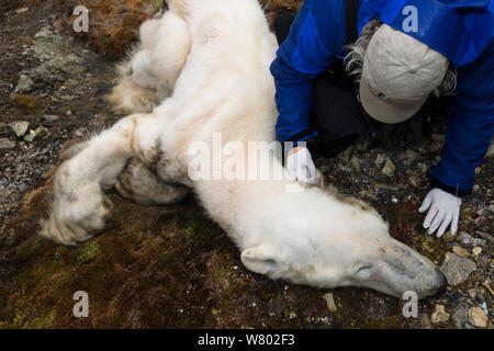 Wissenschaftler untersuchen toten Eisbär (Ursus maritimus), der verhungert, Zeipelodden, Svalbard, Norwegen, September. Stockfoto