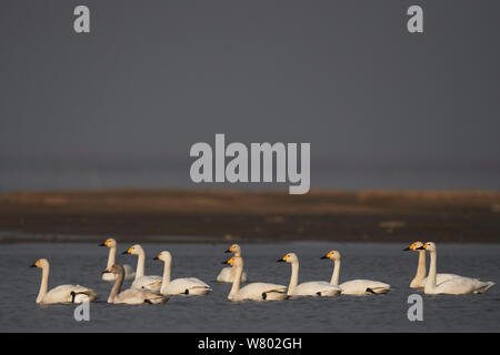 Bewick&#39;s oder Tundra Schwan (Cygnus columbianus), Überwinterung am Poyang See Ho, Provinz Jiangxi, China Stockfoto