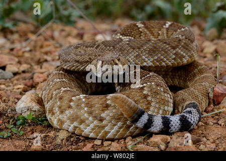 Roter Diamant Klapperschlange (Crotalus ruber ruber) South West California, USA, September. Kontrollierten Bedingungen. Stockfoto