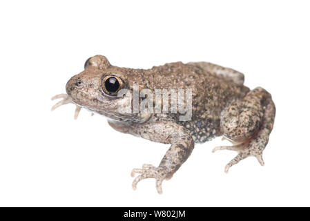 Hebamme Kröte (Alytes obstetricans) Erwachsenen, den Niederlanden, Mai. Meetyourneighbors.net Projekt Stockfoto