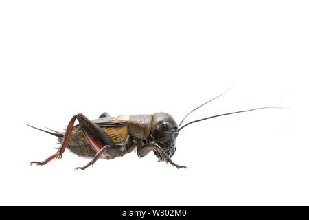 Feld Cricket (Gryllus campestris) männlich, Mai, Frankreich, Meetyourneighbors.net Projekt Stockfoto