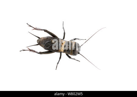 Feld Cricket (Gryllus campestris) männlich, Brenne, Frankreich. Mai. Meetyourneighbors.net Projekt Stockfoto