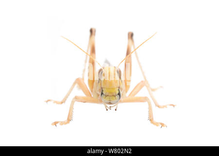 Desert locust (Schistocerca gregaria) männlich. Captive, tritt in Afrika und Asien, Meetyourneighbors.net Projekt Stockfoto