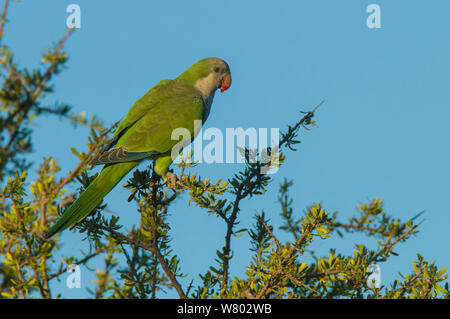 Monk parakeet ((Myiopsitta monachus) Calden Wald, La Pampa, Argentinien Stockfoto