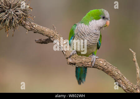 Mönch Sittich (Myiopsitta Monachus) Calden Wald, La Pampa, Argentinien Stockfoto