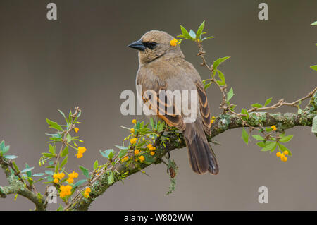 Bay-winged cowbird (Agelaioides badius) Rückansicht, Calden Wald, La Pampa, Argentinien Stockfoto