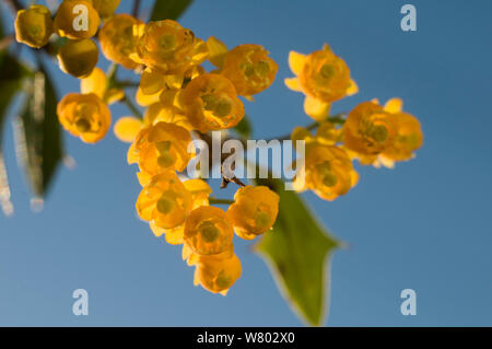 Box-leaved Berberitze (Berberis Ruscifolia) Blumen, La Pampa, Argentinien. Stockfoto