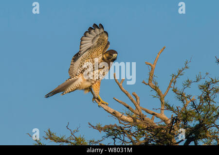 Variable Hawk (Geranoaetus polyosoma) juvenile Landung auf Zweig, La Pampa, Argentinien