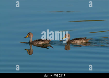 Gelb - Teal (Anas flavirostris) zwei schwimmen, La Pampa, Argentinien in Rechnung gestellt Stockfoto