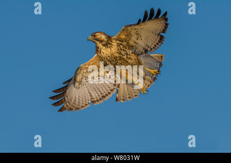 Variable Hawk (Geranoaetus polyosoma) im Flug, La Pampa, Argentinien Stockfoto