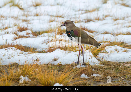 Südliche Kiebitz (Vanellus) kann man sich mit seinem Flügel antreiben, in verschneiten Wiesen, La Pampa, Argentinien Stockfoto