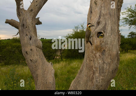 Grün - verjähren Specht (Colaptes melanochloros) am Nest mit Küken zu schlüpfen, La Pampa, Argentinien, Stockfoto