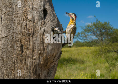 Grün - verjähren Specht (Colaptes melanochloros) - La Pampa, Argentinien Stockfoto