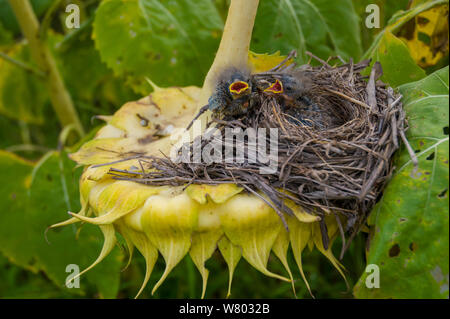 Rufous-collared Sparrow (Zonotrichia capensis) Küken in Nest auf Blume, Calden Wald, La Pampa, Argentinien Stockfoto