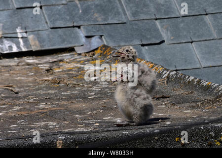 Zwei Küken Silbermöwe (Larus argentatus) auf einem Dach, klaffende bei heißem Wetter, St. Ives, Cornwall, UK, Juni. Stockfoto