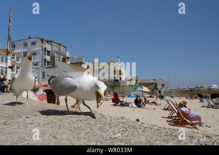 Nach Silbermöwe (Larus argentatus) scavenging am Strand, St. Ives, Cornwall, UK, Juni. Nur für den redaktionellen Gebrauch bestimmt. Stockfoto