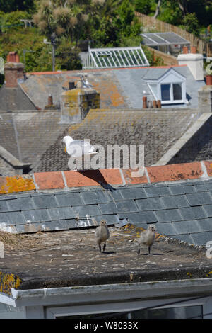 Zwei Küken Silbermöwe (Larus argentatus) Wandern auf dem Dach mit einem Elternteil in der Nähe gehockt, St. Ives, Cornwall, UK, Juni. Stockfoto