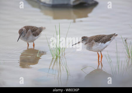 Gemeinsame Rotschenkel (Tringa totanus) zwei at Waters Edge, daocheng County, Qinghai-Tibet Plateau, China. August. Stockfoto