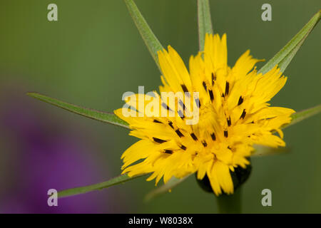 Wiese Schwarzwurzeln (Tragopogon pratensis) in Blüte, Ashton, North Somerset, UK, Mai. Stockfoto