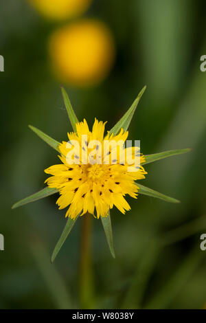 Wiese Schwarzwurzeln (Tragopogon pratensis) in Blüte, Ashton, North Somerset, UK, Mai. Stockfoto