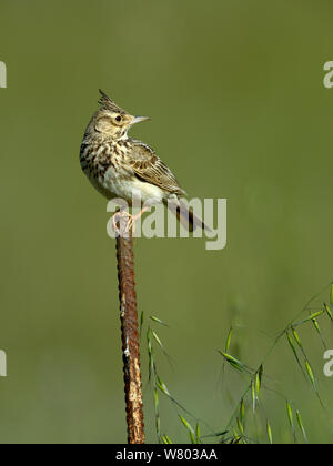 Crested Lark (Galerida cristata) auf Pole, Alentejo, Portugal, April thront. Stockfoto