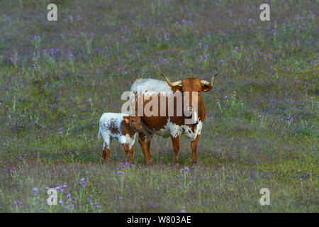 Kuh mit Kalb auf der Weide, Alentejo, Portugal, April. Stockfoto