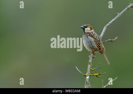 Spanisch sparrow (Passer hispaniolensis) auf Zweig, Spanien, April thront. Stockfoto