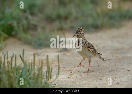 Crested Lark (Galerida cristata) auf Masse, Alentejo, Portugal, April. Stockfoto