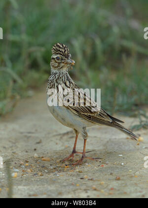 Crested Lark (Galerida cristata) auf Beute, Alentejo, Portugal, April. Stockfoto