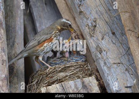 Rotdrossel (Turdus Iliacus) Ernährung Küken einen Regenwurm im Nest, Finnland, April. Stockfoto