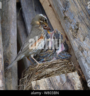 Rotdrossel (Turdus Iliacus) Ernährung Regenwürmer Küken im Nest, Finnland, April. Stockfoto