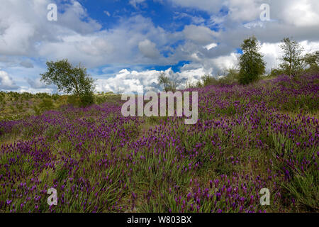 Landschaft mit wilden Spanisch Lavendel (Lavandula stoechas) Extremadura, Spanien. April 2015. Stockfoto