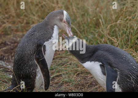 Zwei Yellow eyed Pinguine (Megadyptes Antipodes) gegenseitiges Putzen.  Formaela Punkt, Moeraki, Otago, Neuseeland. Januar. Vom Aussterben bedrohte Arten. Stockfoto