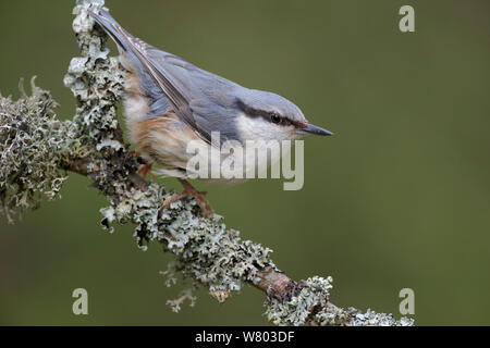 Europäische Kleiber (Sitta europaea) auf Flechten bedeckt Zweig thront. Südliches Norwegen. Mai. Stockfoto