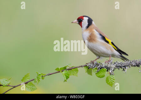 Männliche Stieglitz (Carduelis carduelis) thront auf Flechten bedeckt Hänge-birke (Betula pendula) Zweig. Südliches Norwegen. Mai. Stockfoto