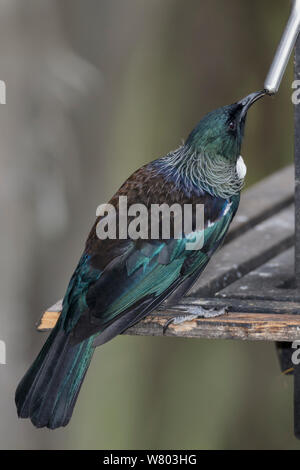 Tui (Prosthemadera novaeseelandiae) Fütterung auf Zucker Wasser an einer Futterstelle für South Island Kaka (Nestor meridionalis meridionalis) Orokonui Ecosanctuary, Otago Peninsula, South Island, Neuseeland. Januar. endemischen Arten. Stockfoto