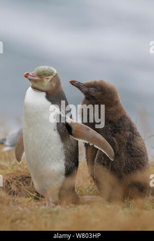 Yellow-eyed Pinguin (Megadyptes antipodes) stehend mit Küken. Katiki, Moeraki, Otago, Neuseeland. Januar. Gefährdete Arten. Stockfoto