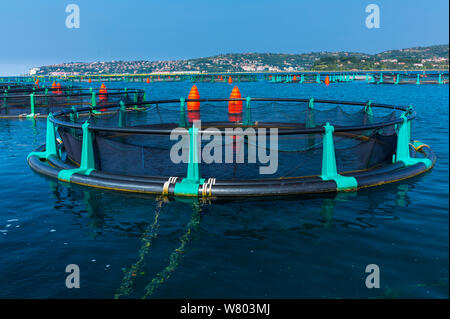 Wolfsbarsch Farm, Fisch Stifte vor der Küste von Secovlje Saline Naturpark, Slowenien, Oktober 2014. Stockfoto