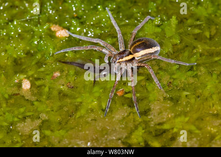 Raft Spinne (Dolomedes fimbriatus) essen Kaulquappe. Roudsea Woods, Cumbria, England, UK, Mai. Stockfoto