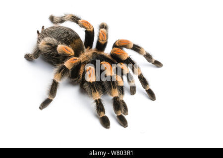 Mexikanische rote kneten Vogelspinne (Brachypelma Smithii) auf weißem Hintergrund, Gefangenschaft tritt in Mexiko. Stockfoto