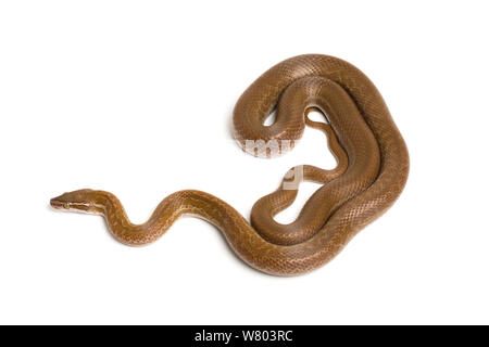 Cape House snake (Boaedon capensis) auf weißem Hintergrund. Captive, tritt in Südafrika. Stockfoto