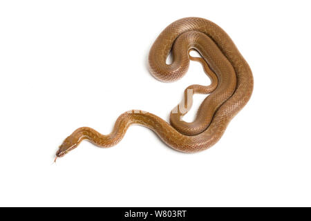 Cape House snake (Boaedon capensis) auf weißem Hintergrund. Captive, tritt in Südafrika. Stockfoto