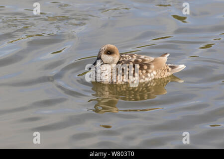 Marbled teal (Marmaronetta angustirostris) Schwimmen, Norfolk, England, Großbritannien, Februar. Stockfoto